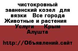 чистокровный зааненский козел  для вязки - Все города Животные и растения » Услуги   . Крым,Алушта